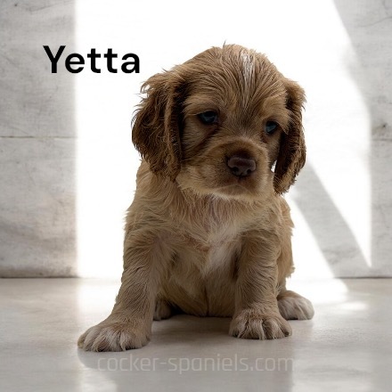 puppy, for, sale, Cocker Spaniel, Joe & Cherri  Overlease, dog, breeder, Miller, MO, dog-breeder, puppy-for-sale, forsale, nearby, find, puppyfind, locator, puppylocator, aca